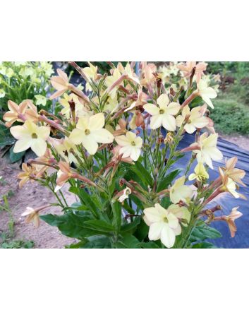 Flowering Tobacco, Lime Green and White Mix