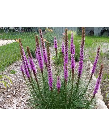 Purple Blazing Star AKA Liatris 