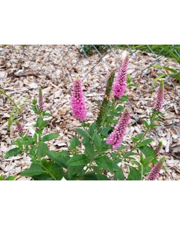 Speedwell ‘First Love’ 