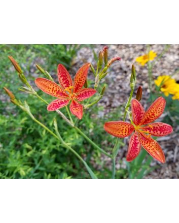 Orange Blackberry Lily