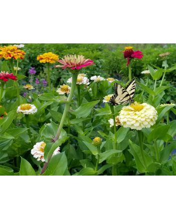 Zinnia 'Candy Cane Mix' 