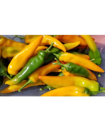 Sweet Pepper ‘Tequila Sunrise' Seeds (Naturally Grown)