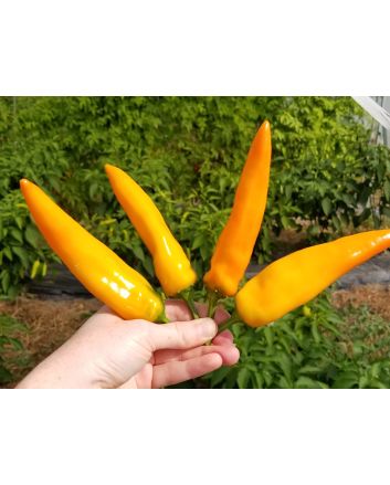 Sweet Pepper ‘Tequila Sunrise' Seeds (Naturally Grown)