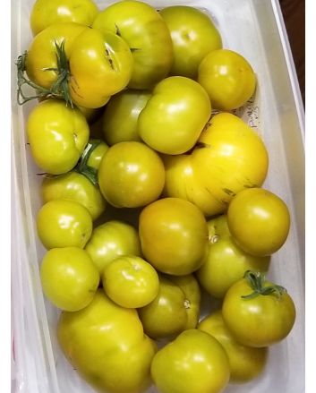 Tomato 'Lime Green Salad' 