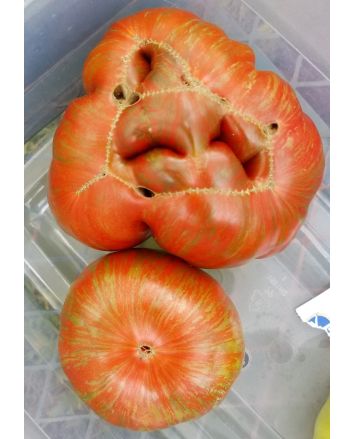 Tomato 'Girl Girl's Weird Thing' 