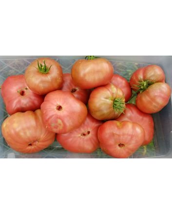 Tomato 'Chocolate Stripes Cross' Seeds (Naturally Grown)