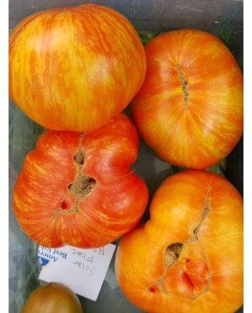 Tomato 'Solar Flare' 