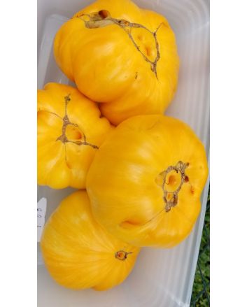 Tomato 'Orange Jazz' 