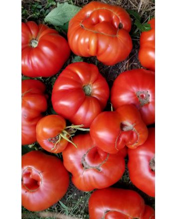 Tomato 'Sicilian Saucer' 