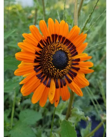 Cape Daisy AKA Monarch of the Veldt ‘Orange Prince’ Seeds