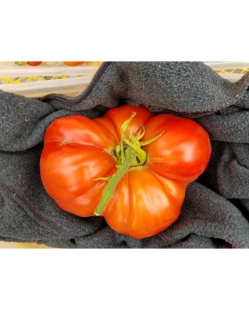 Tomato 'Big Zac' Seeds