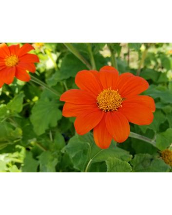 Mexican Sunflower 'Red and Orange Torch Mix' Seeds (Naturally Grown)