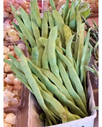 Pole Bean 'Helda' 