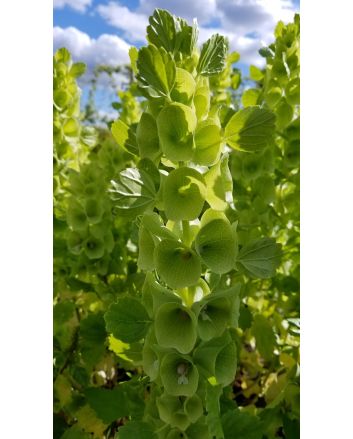 Bells of Ireland 