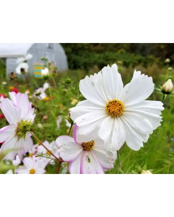 White Cosmos