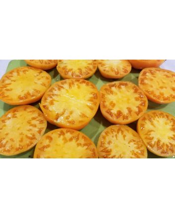 Tomato 'Kentucky Beefsteak'