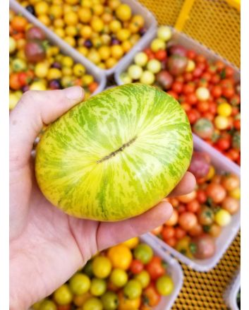 Tomato 'Pineapple Pig' 