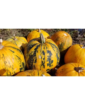 Pumpkin 'Kakai' Seeds (Naturally Grown)