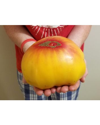 Tomato 'Striped German' 