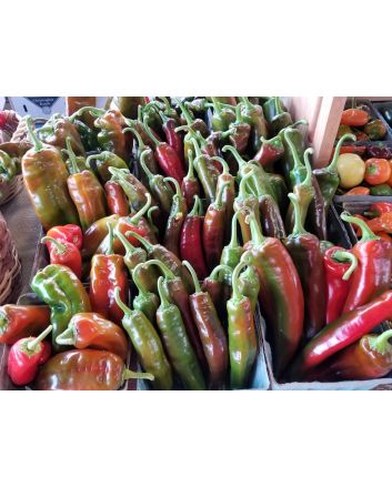 Sweet Pepper 'Corno di Toro Rosso’ 