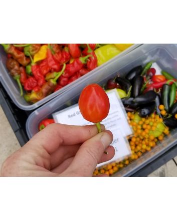 Hot Pepper ‘Inca Berry’ 