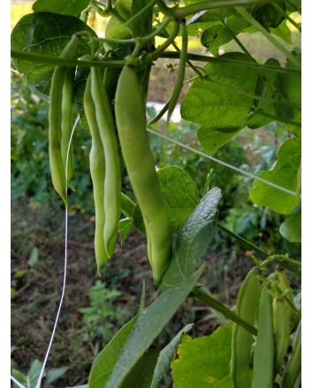 Snap Bean 'White Half Runner' 