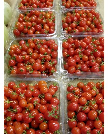 Tomato 'Sara's Galapagos' 