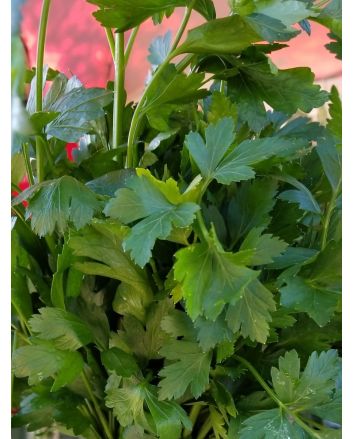 Parsley 'Giant of Italy' 