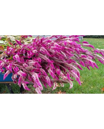 Wheatstraw Celosia ‘Flamingo Feather’