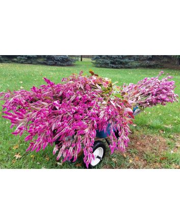 Wheatstraw Celosia ‘Flamingo Feather’