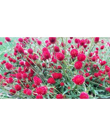 Globe Amaranth ‘Strawberry Fields’