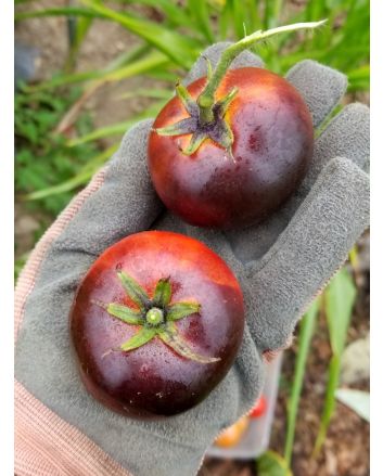 Tomato 'Indigo Apple'