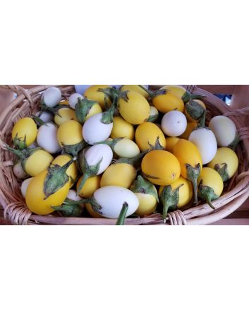 Easter Egg Plant 