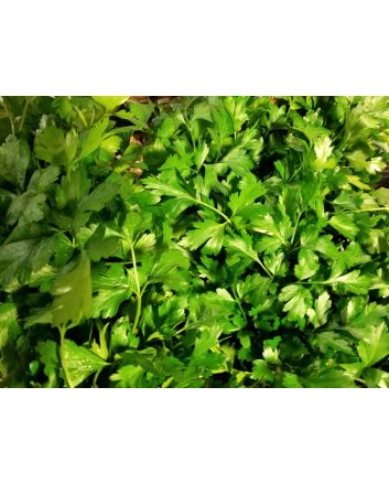 Parsley 'Giant of Italy' 