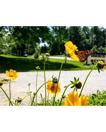 Lance-Leaved Coreopsis