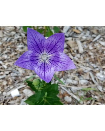 Balloon Flower 'Sentimental Blue' 
