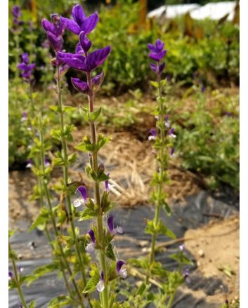 Salvia 'Blue Denim'