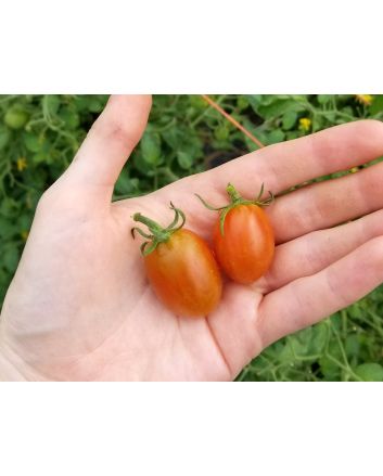 Tomato 'Cherry Roma Grape' 