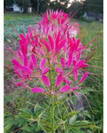 Spider Flower Mix