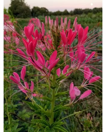 Spider Flower, Pink Mix
