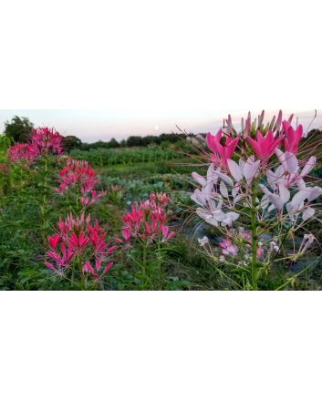 Spider Flower, Pink Mix