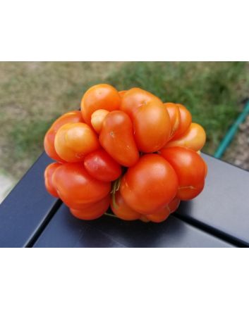 Tomato 'Reisetomate' Seeds (Naturally Grown) 