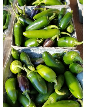 Hot Pepper ‘Early Jalapeno’ 
