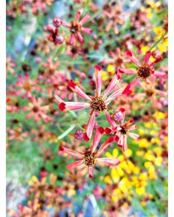 Plains Coreopsis ‘Quills and Thrills’ 