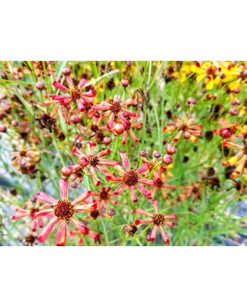 Plains Coreopsis ‘Quills and Thrills’ 
