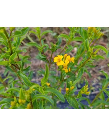 Mexican Tarragon