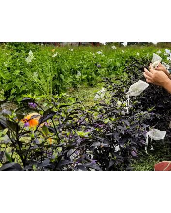 Hot Ornamental Pepper ‘Fluorescent Purple’ 