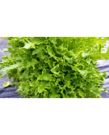 Lettuce 'Mazur'