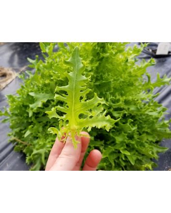 Lettuce 'Mazur'