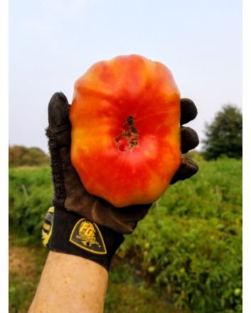 Tomato 'Marvel Stripe' 